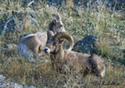 Ovis Canadensis